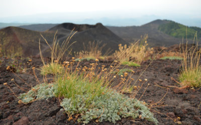 Barbabecchi: il vino d’alta quota di Alberto Graci