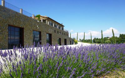 Tenuta Bellafonte: l’eleganza del Sagrantino