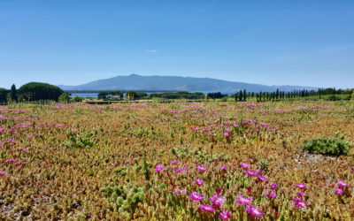 Maremmachevini: la Toscana che non ti aspetti