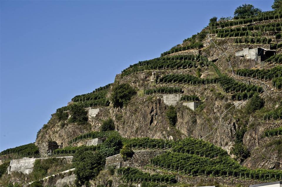 Roma, 12 gennaio – I vigneti di Valtellina