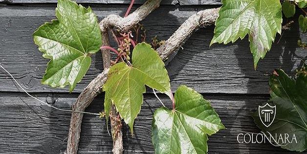 Roma, 15 marzo – Il Verdicchio di Colonnara e le sue annate vecchie