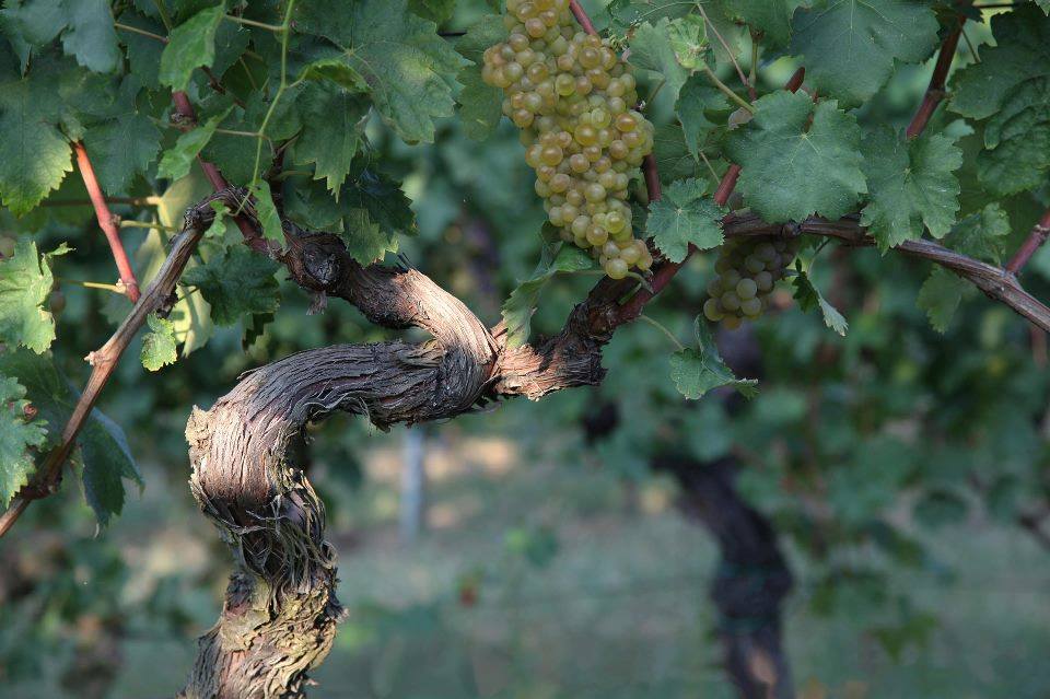 Roma, 21 settembre – Degustazione Vini Umani Ronchi