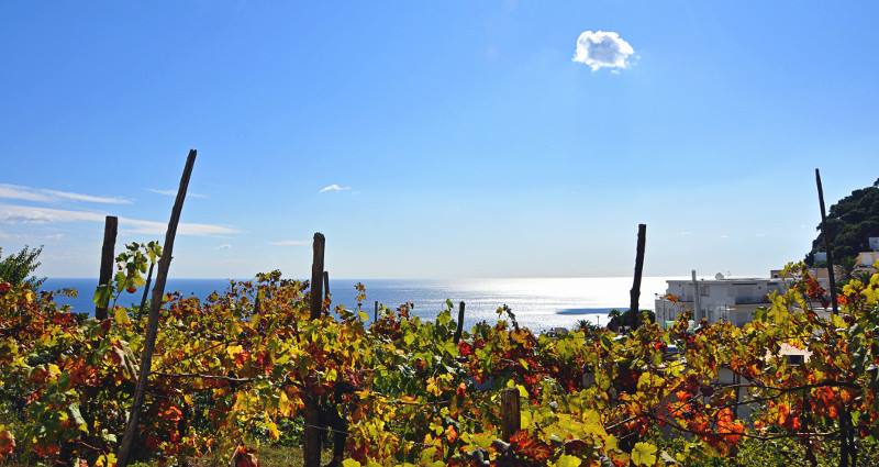 Roma, 22 novembre – Focus sui vini della Campania