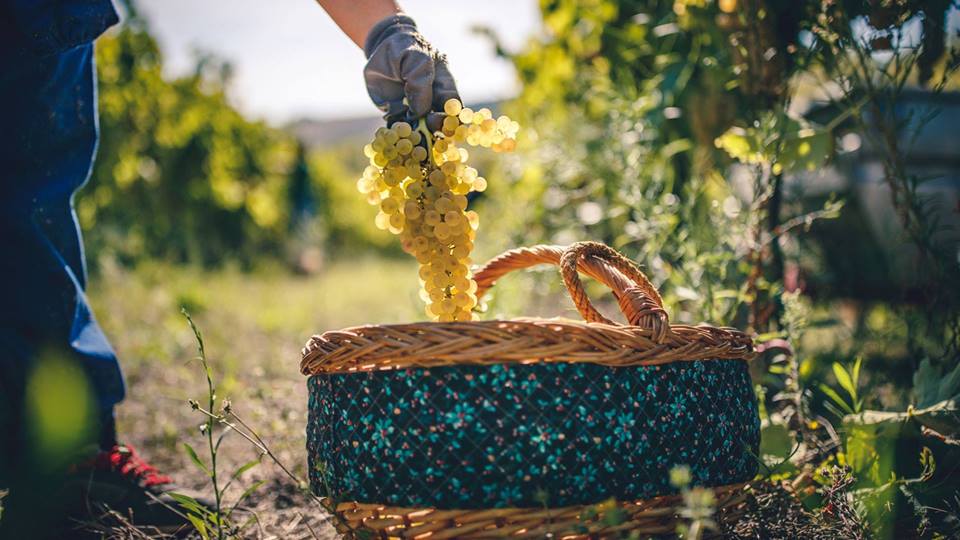 Roma, 30 marzo – Azienda Fiorini: incontro con il produttore