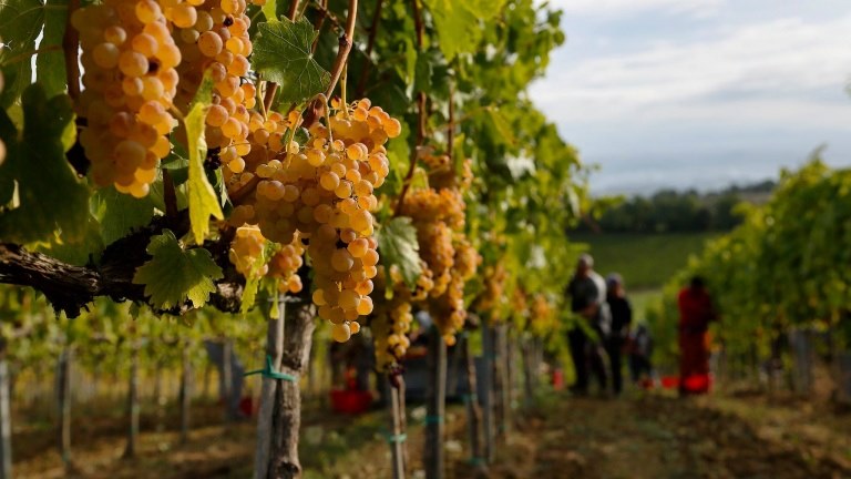 Roma, 29 novembre – L’evoluzione nel tempo della Vernaccia di San Gimignano