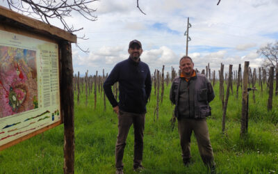 Campolavico: il Vulcano Laziale nel bicchiere