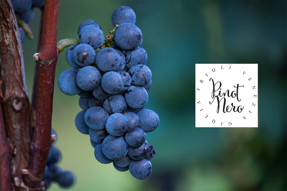 Roma, 20 dicembre – Pinot Nero FVG